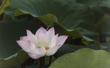 Картинка цветы лотосы цветок