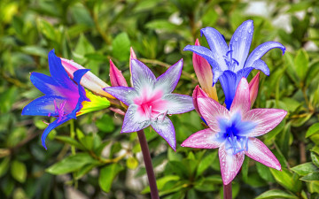 Картинка разное компьютерный+дизайн цветы обработка