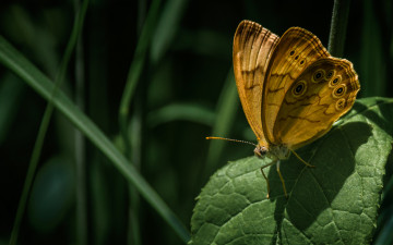 Картинка животные бабочки +мотыльки +моли бабочка