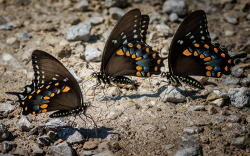 Картинка животные бабочки +мотыльки +моли бабочка