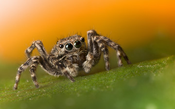 Картинка животные пауки паучок