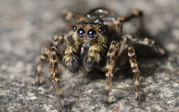 Картинка животные пауки паучок
