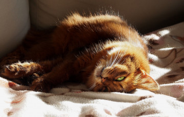 Картинка животные коты ушки взгляд кошка кот коте киса