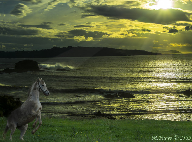 Обои картинки фото животные, лошади, лучи, лошадь, небо