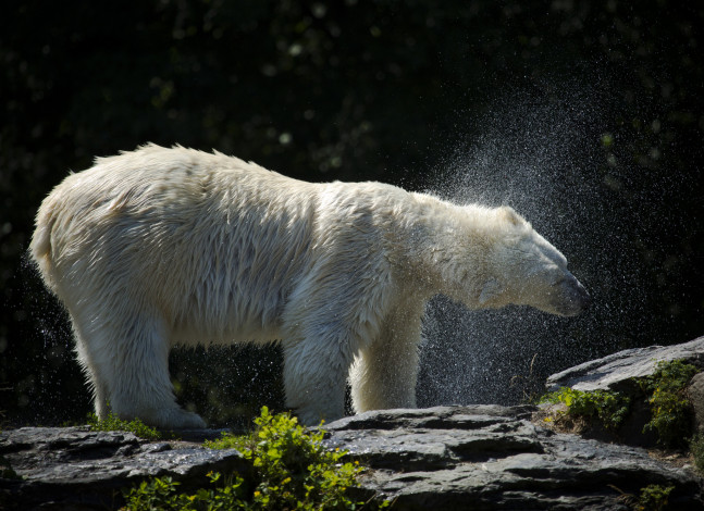 Обои картинки фото животные, медведи, медведь, белый