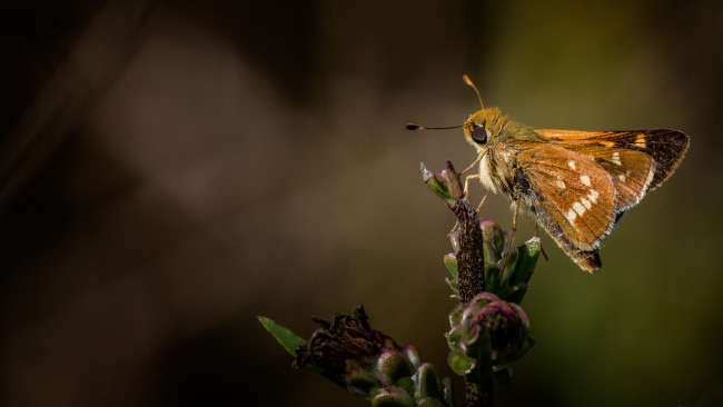 Обои картинки фото животные, бабочки,  мотыльки,  моли, бабочка