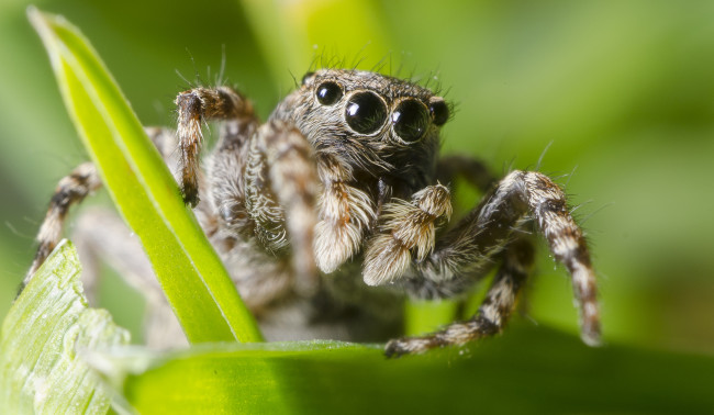 Обои картинки фото животные, пауки, паучок