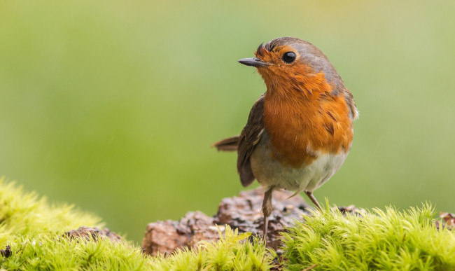 Обои картинки фото животные, зарянки , малиновки, птичка, мокрая, перья, малиновка, зарянка