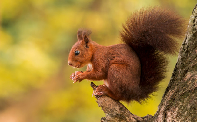 Обои картинки фото животные, белки, дерево, белка, орех, хвост, рыжий, зверек