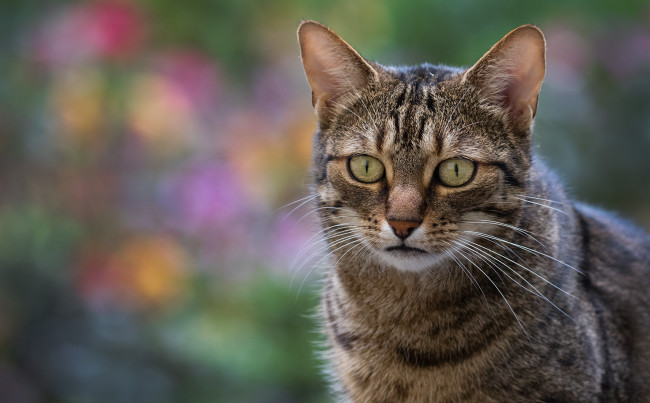 Обои картинки фото животные, коты, коте, киса, кошка, кот, взгляд, фон