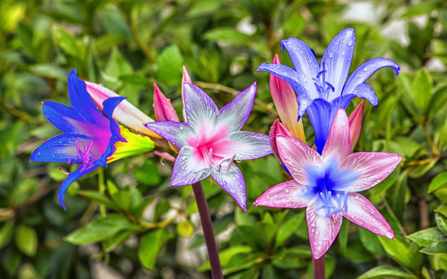 Обои картинки фото разное, компьютерный дизайн, цветы, обработка