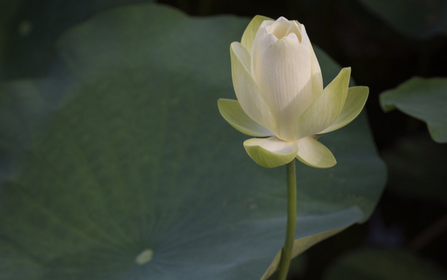 Обои картинки фото цветы, лотосы, цветок