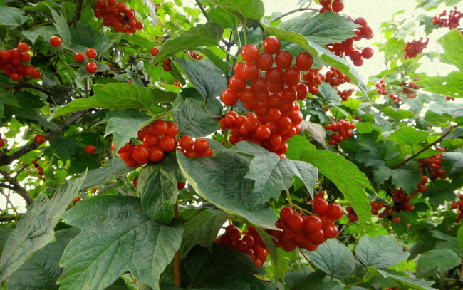 Обои картинки фото разное, компьютерный дизайн, листья, калина, ягоды