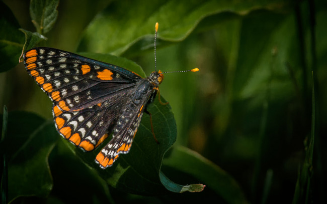 Обои картинки фото животные, бабочки,  мотыльки,  моли, бабочка