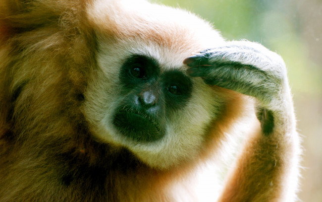 Обои картинки фото животные, обезьяны, мыслитель, задумчивость, обезьяна