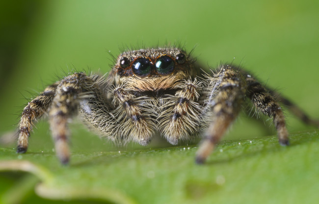 Обои картинки фото животные, пауки, паучок