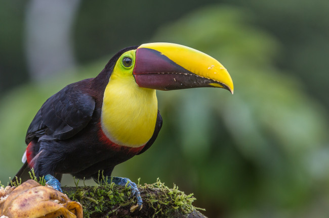 Обои картинки фото животные, туканы, тукан