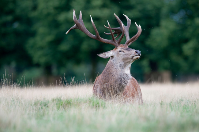 Обои картинки фото животные, олени, олень