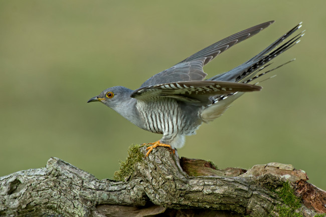 Обои картинки фото животные, птицы, кукушка