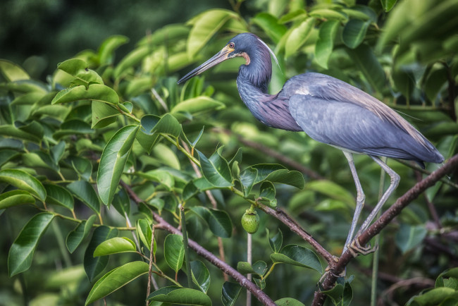 Обои картинки фото животные, цапли,  выпи, серая, цапля