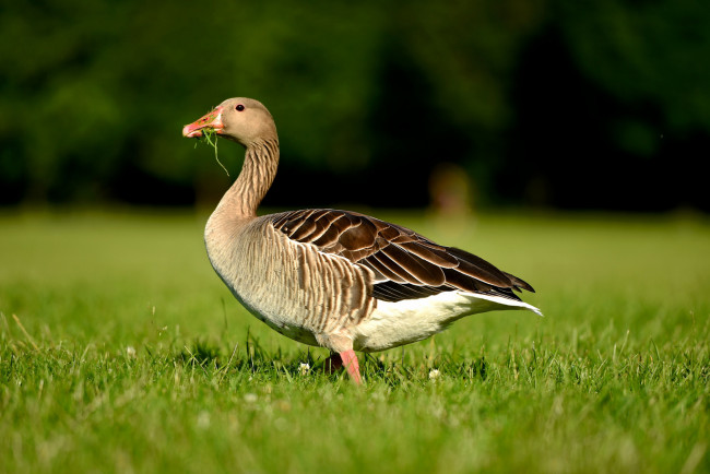 Обои картинки фото животные, гуси, гусь, трава