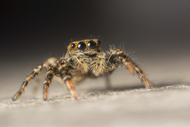 Обои картинки фото животные, пауки, паучок