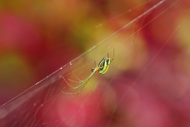 Обои картинки фото животные, пауки, паук, фон, макро, красный