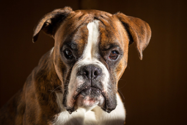 Обои картинки фото животные, собаки, пес