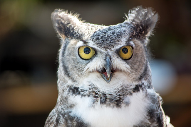 Обои картинки фото животные, совы, взгляд, глазища, птица, сова, виргинский, филин