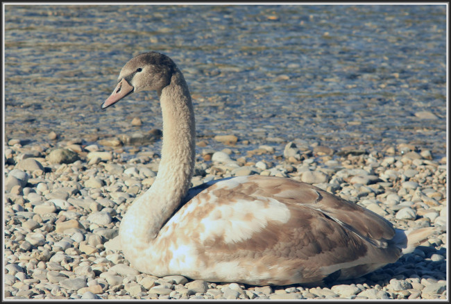 Обои картинки фото животные, лебеди, галька, камни, берег, вода, озеро, лебедь