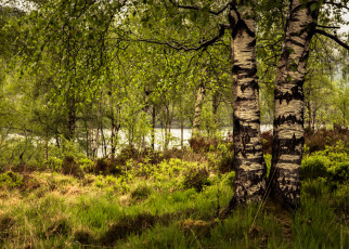 Картинка природа реки озера река лес