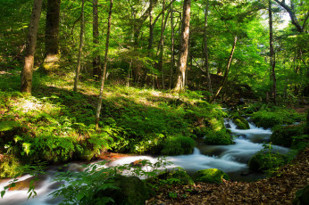 Картинка природа реки озера лес река