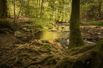 Картинка природа реки озера река лес