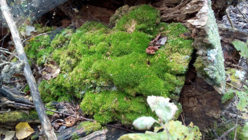 Картинка мох природа макро лес дерево зеленый