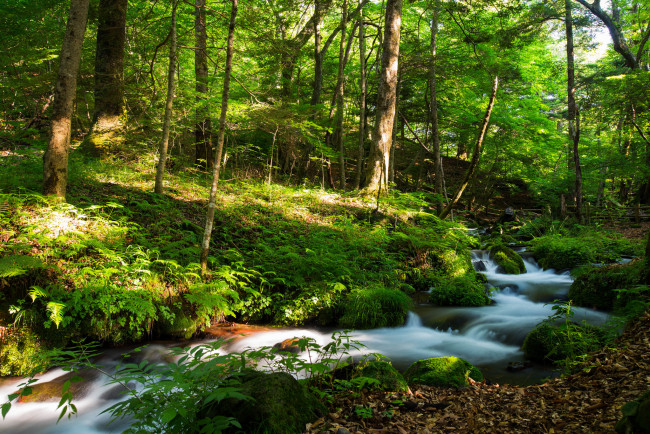 Обои картинки фото природа, реки, озера, лес, река