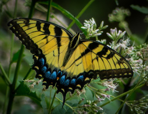 Картинка животные бабочки +мотыльки +моли бабочка