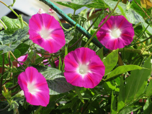 Картинка цветы вьюнки +ипомеи розовые