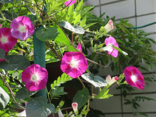 Картинка цветы вьюнки +ипомеи розовые