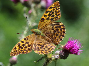 Картинка животные бабочки +мотыльки +моли бабочка