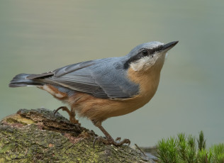 Картинка животные поползни птичка