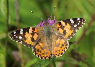 Картинка животные бабочки +мотыльки +моли бабочка