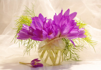 Картинка цветы крокусы безвременник букетик композиция красота луковичные множество осень поздравления позитив радость растения сиреневый цвет флора