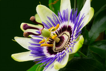 Картинка цветы пассифлора страстоцвет макро лепестки