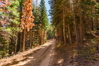 Картинка природа дороги простор