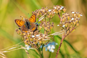 Картинка животные бабочки +мотыльки +моли бабочка