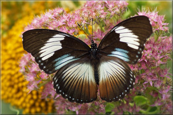 Картинка животные бабочки +мотыльки +моли бабочка