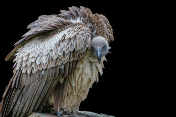 Картинка животные птицы+-+хищники птичка