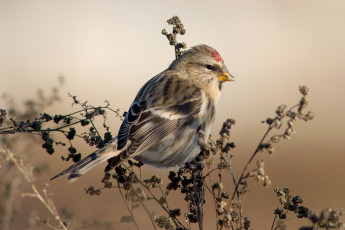 Картинка животные птицы птичка