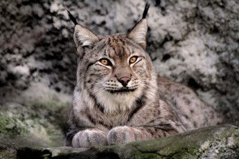 Картинка животные рыси рысь зоопарк скалы природа камни вольер животный мир кошачьи фото жанр логово зарисовка хищник