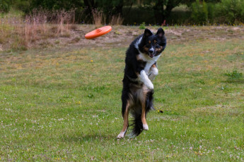 Картинка животные собаки прыжок тарелка растения